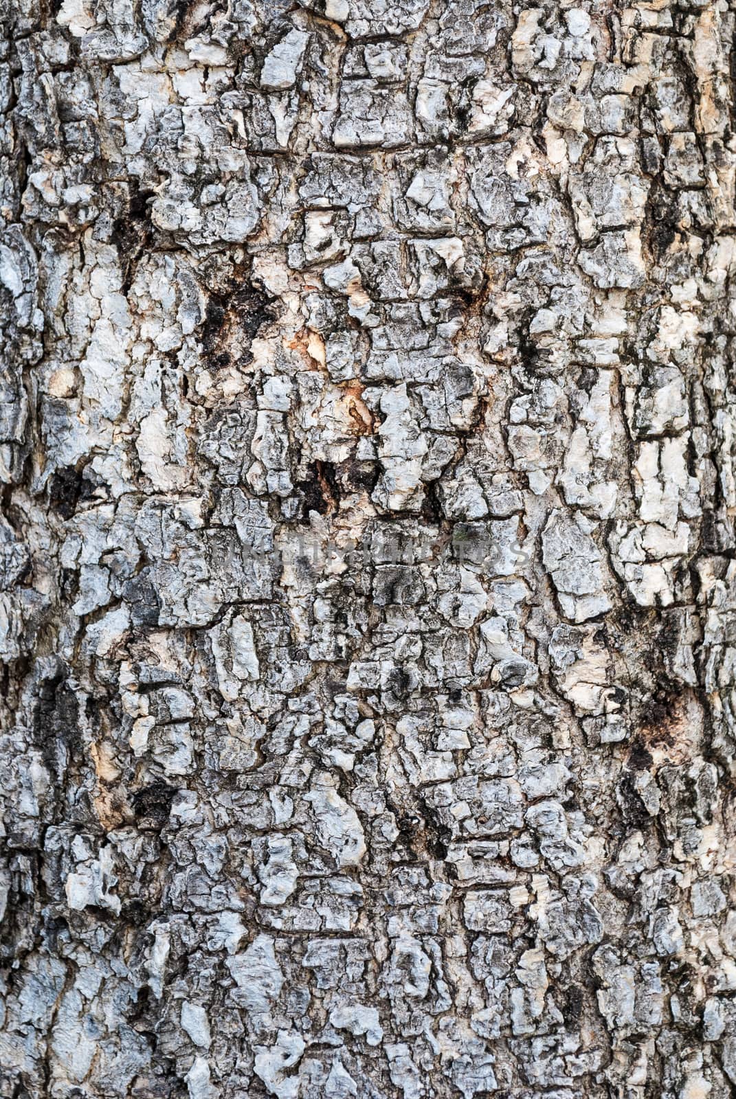 Brown Wood Bark Background/ Texture.