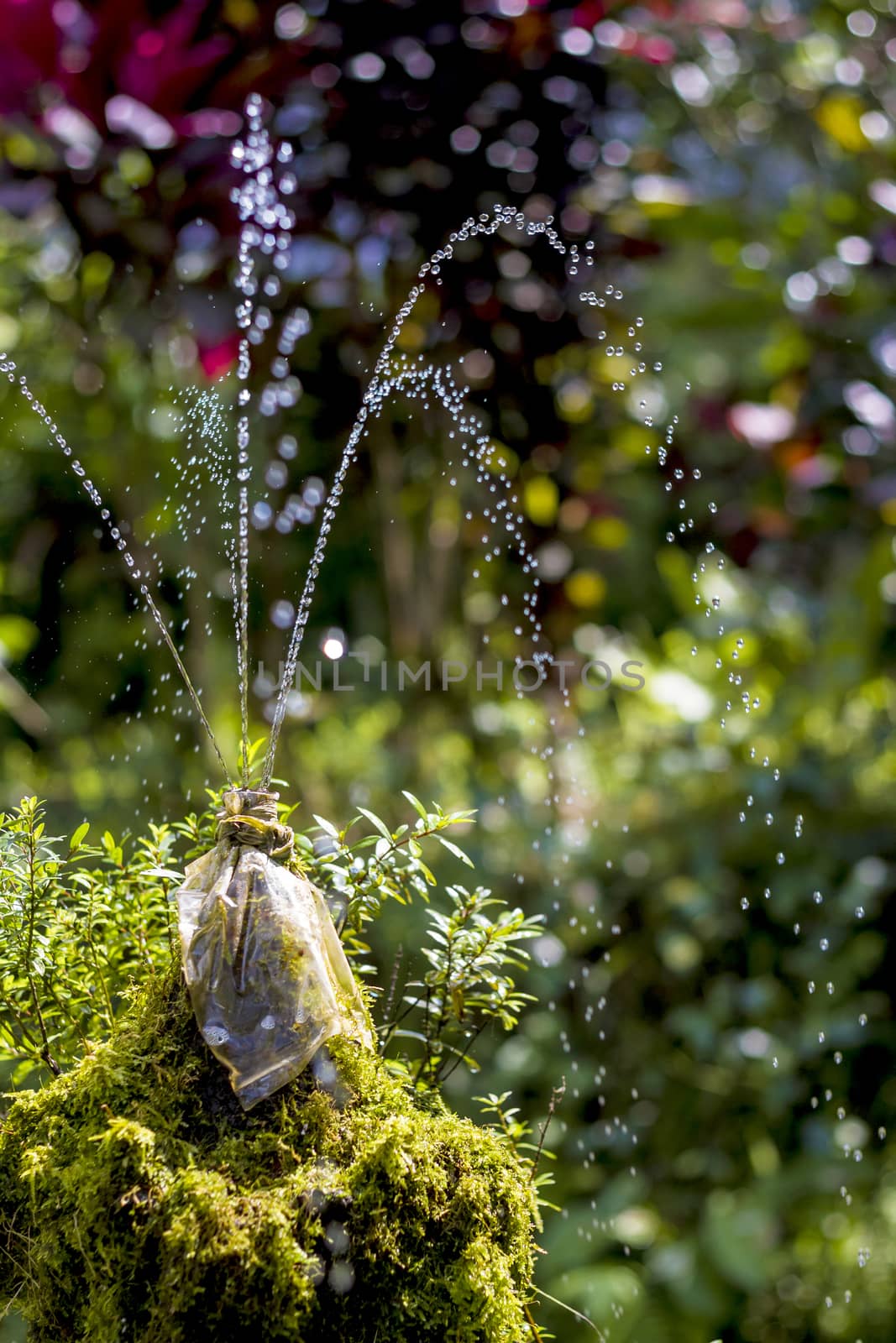 Small Fountain with Clean Fresh Water at the Forest