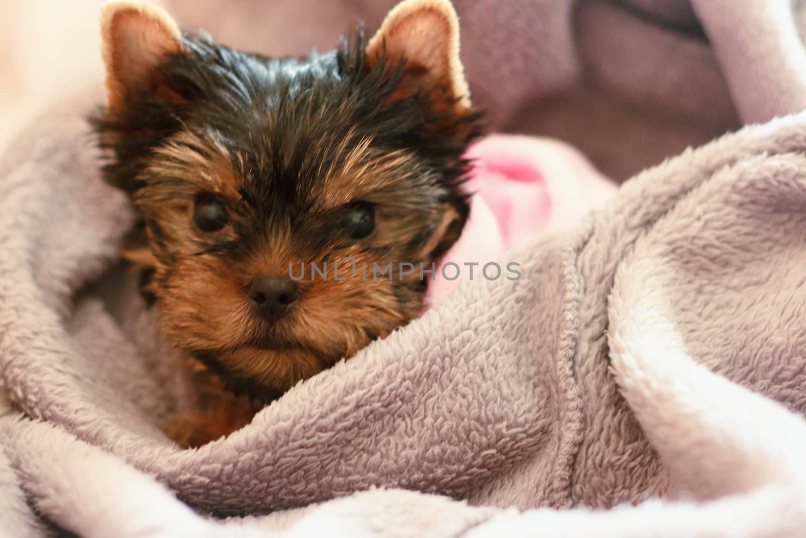 A female Yorkshire Terrier puppy sleeping closeup with blue bow, boa, and blanket