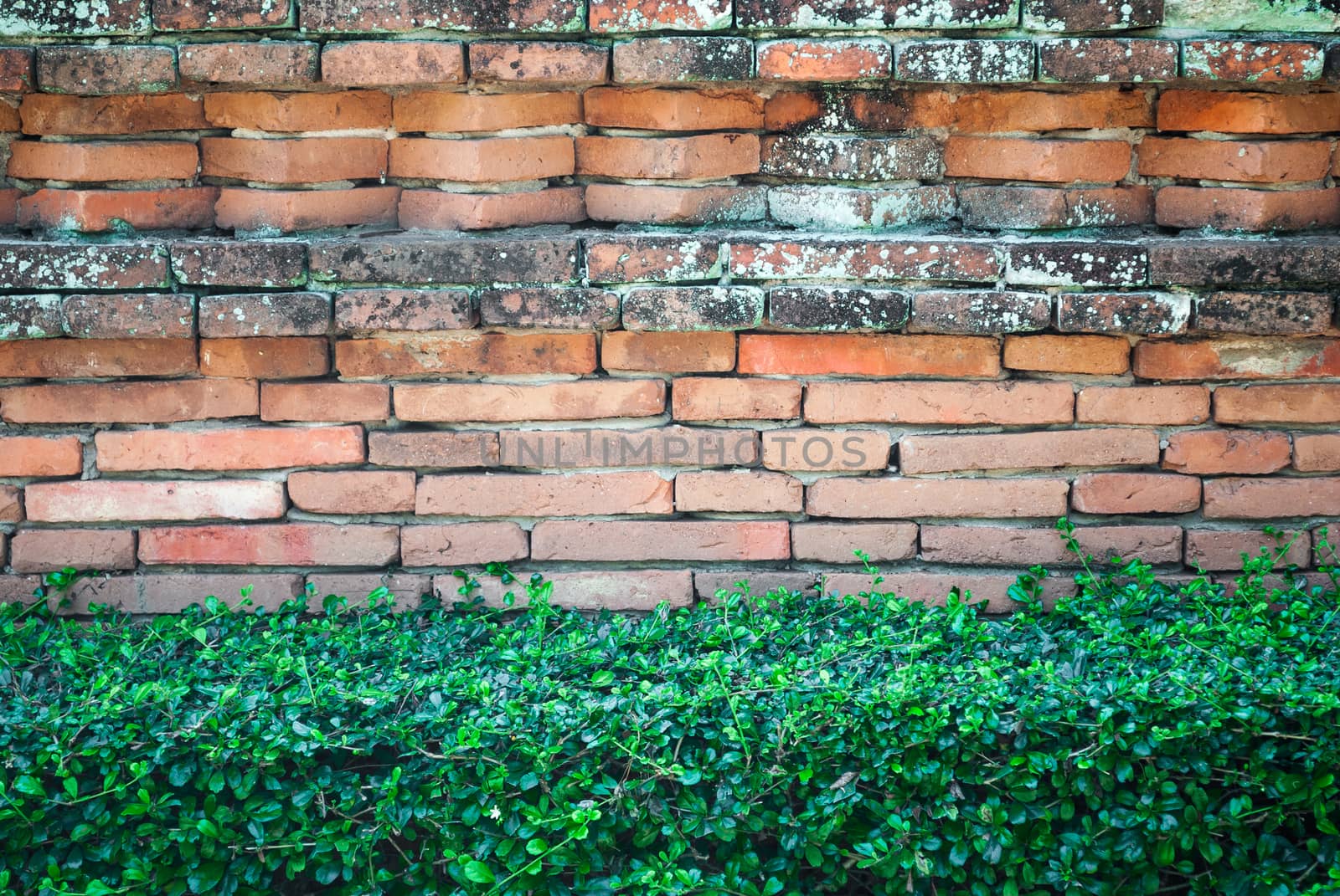 Old Brick Wall with Shrub.