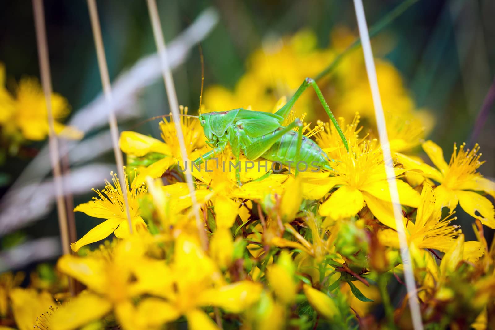 Green grashopper on yellow St Johns flowers