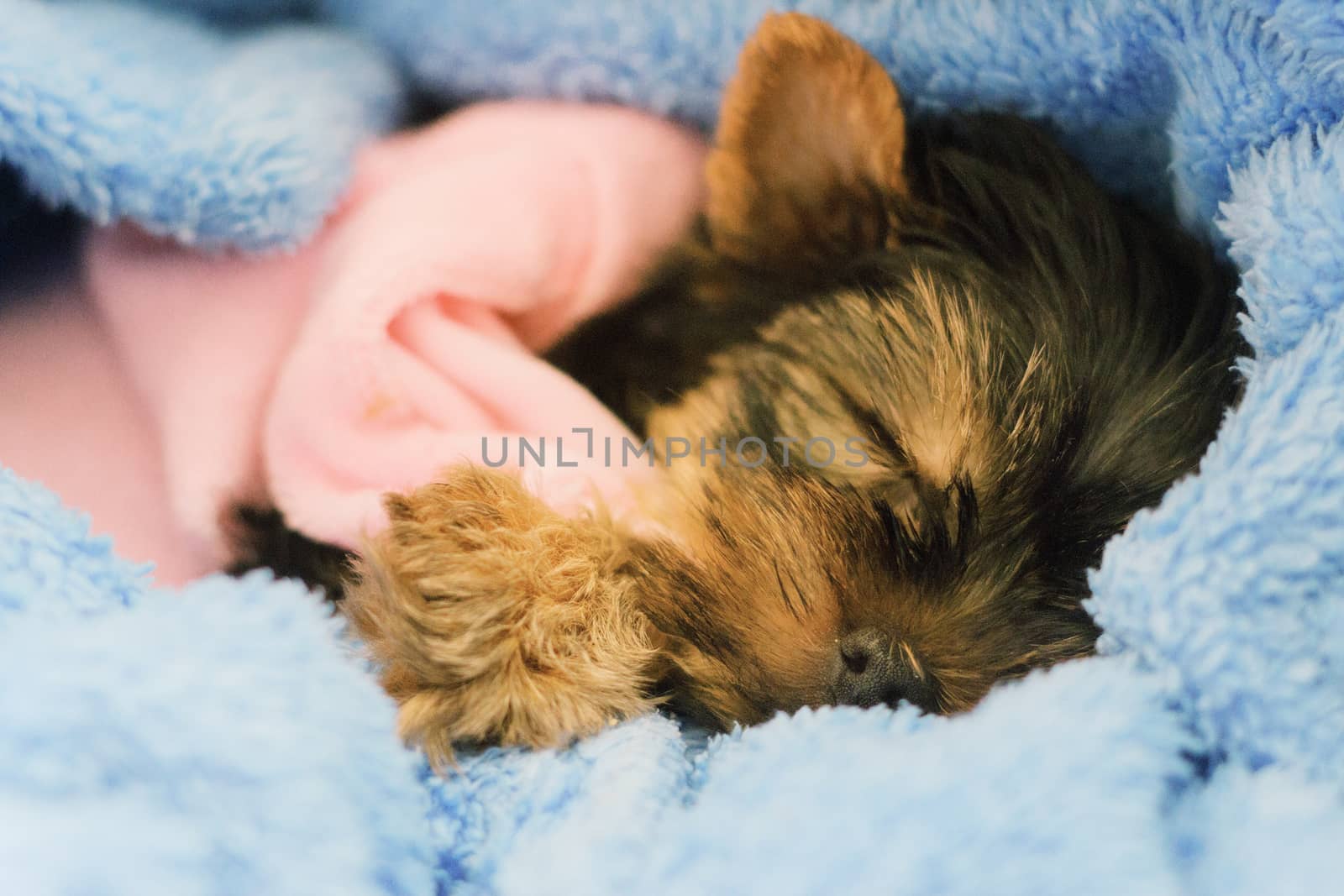  Yorkshire Terrier puppy sleeping by victosha