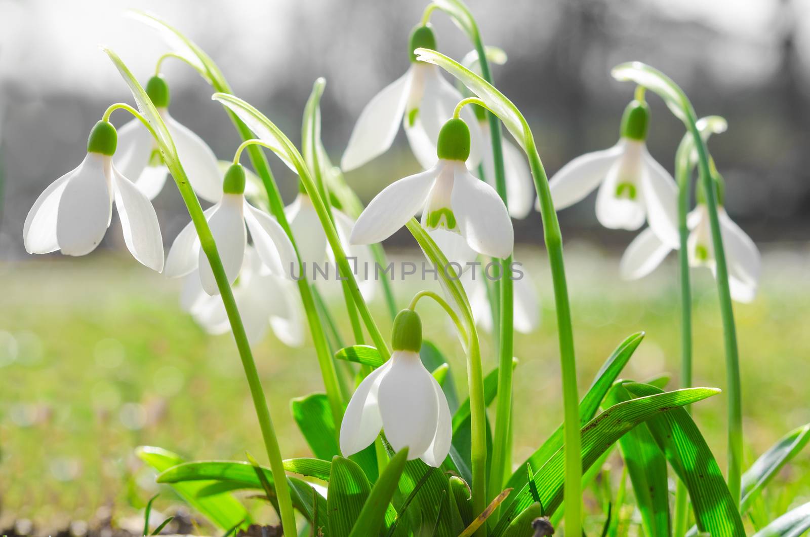 First spring flowers backlit snowdrops on sunshine Alpine glade. Stock photo with shallow DOF and soft blurred desaturated background.