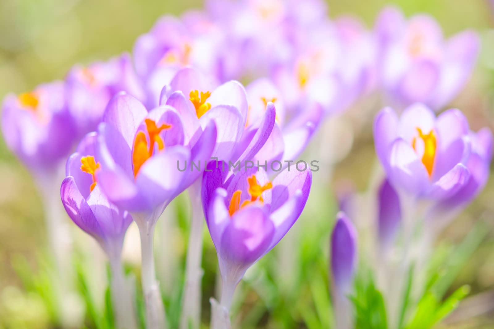 Fragile and gentle violet crocus spring flowers on Alpine bright sunny meadow. Stock photo with soft focus and shallow depth of field.