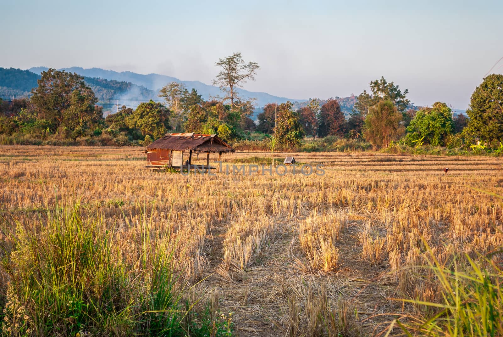 Dried Rice Field with Abandoned Farmer Hut [Soft Focus] by noneam