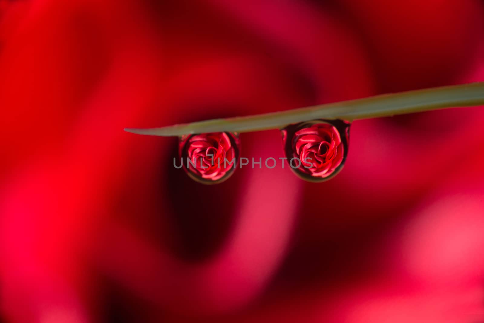 Abstract- Two Roses reflected in a drop hanging on a blade of grass by blegate