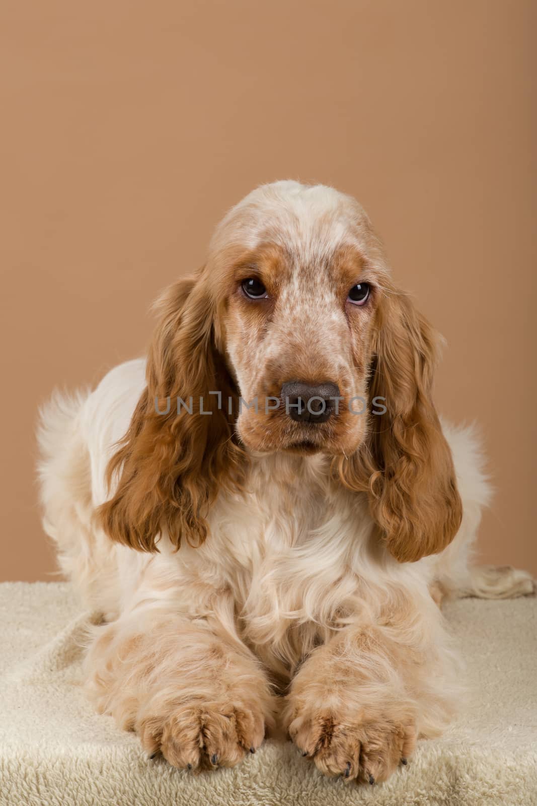 portrait of english cocker spaniel, european champion, breeding station