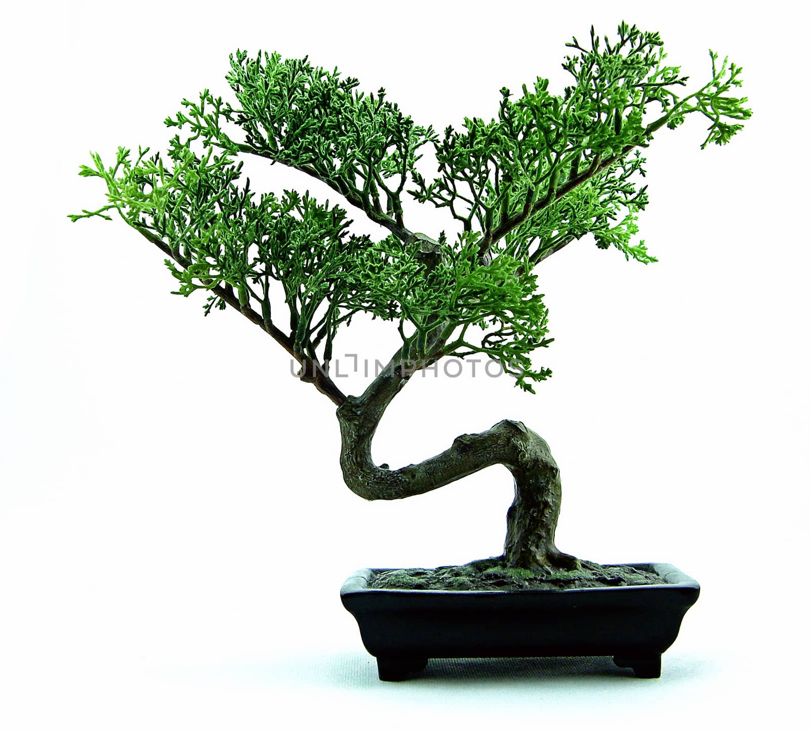 bonsai by komradok