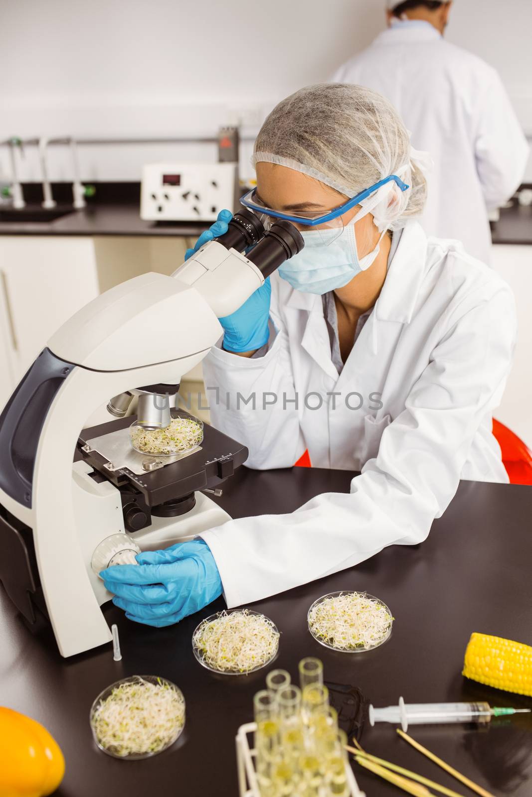 Food scientist looking at petri dish under microscope by Wavebreakmedia