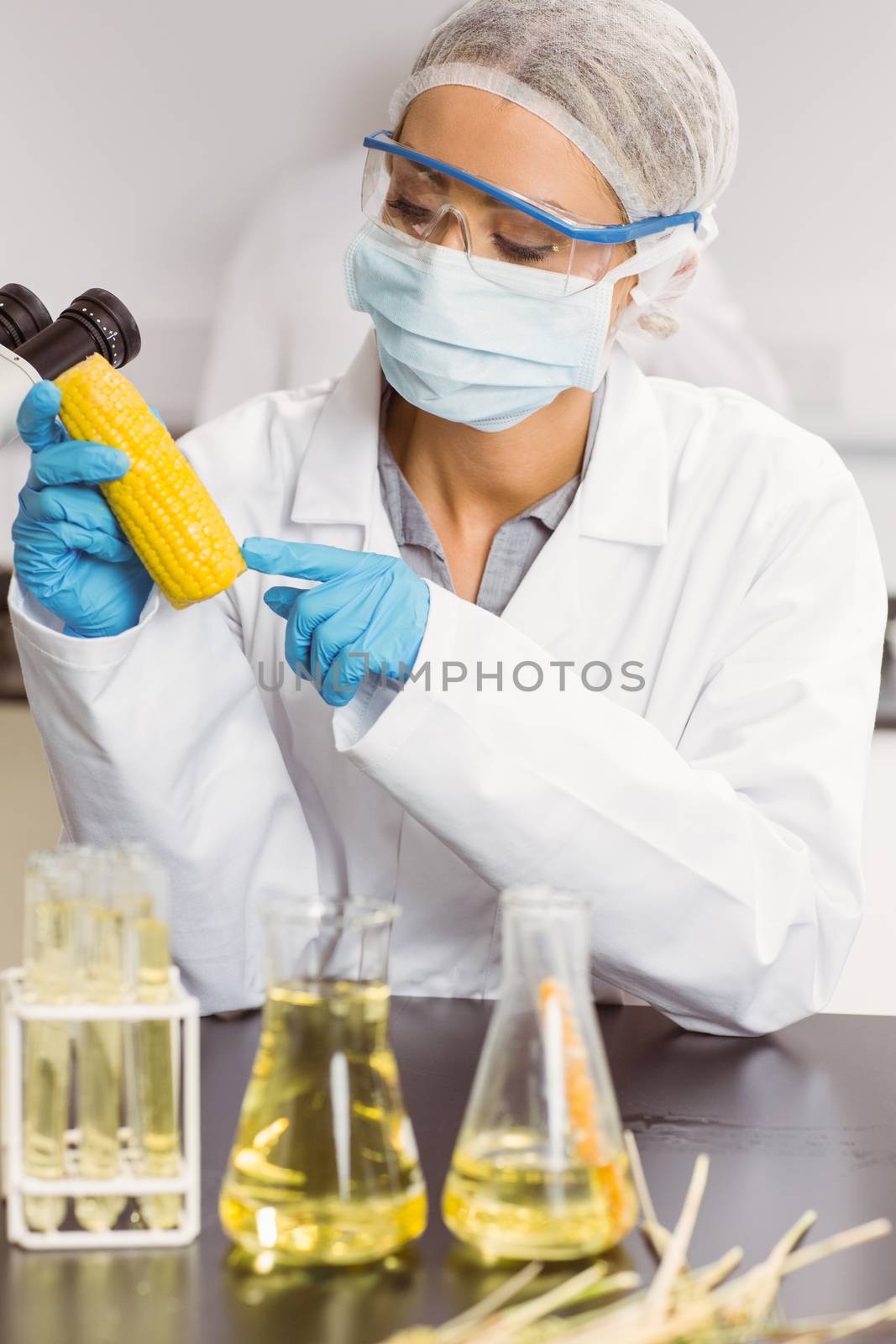 Food scientist looking at corn cob at the university