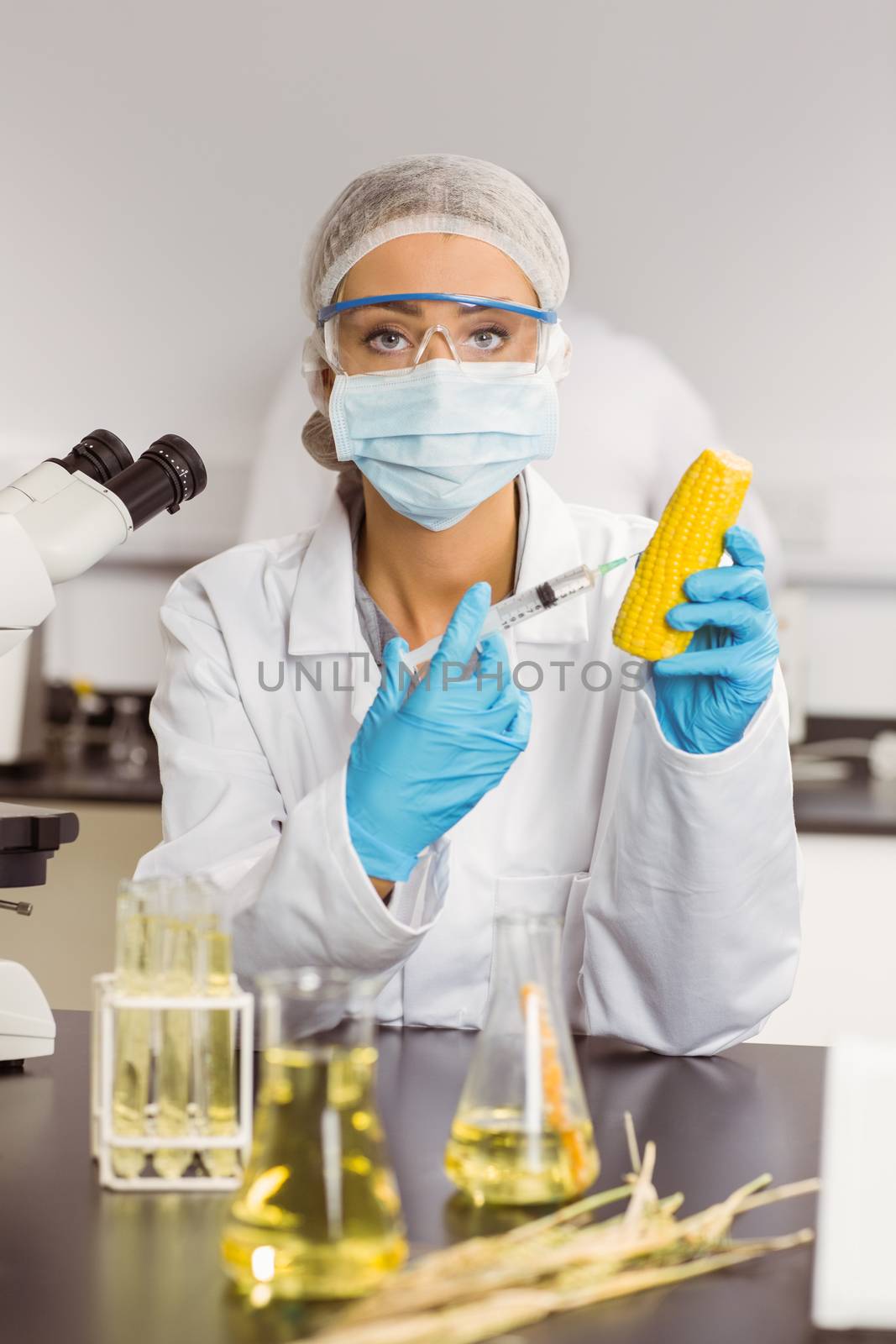 Food scientist injecting a corn cob at the university