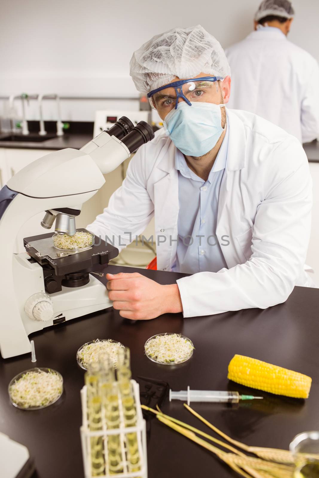 Food scientist looking at petri dish under microscope by Wavebreakmedia