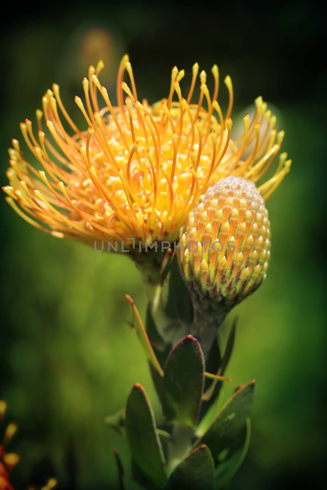 Yellow Pincushion Protea in flower by lovleah