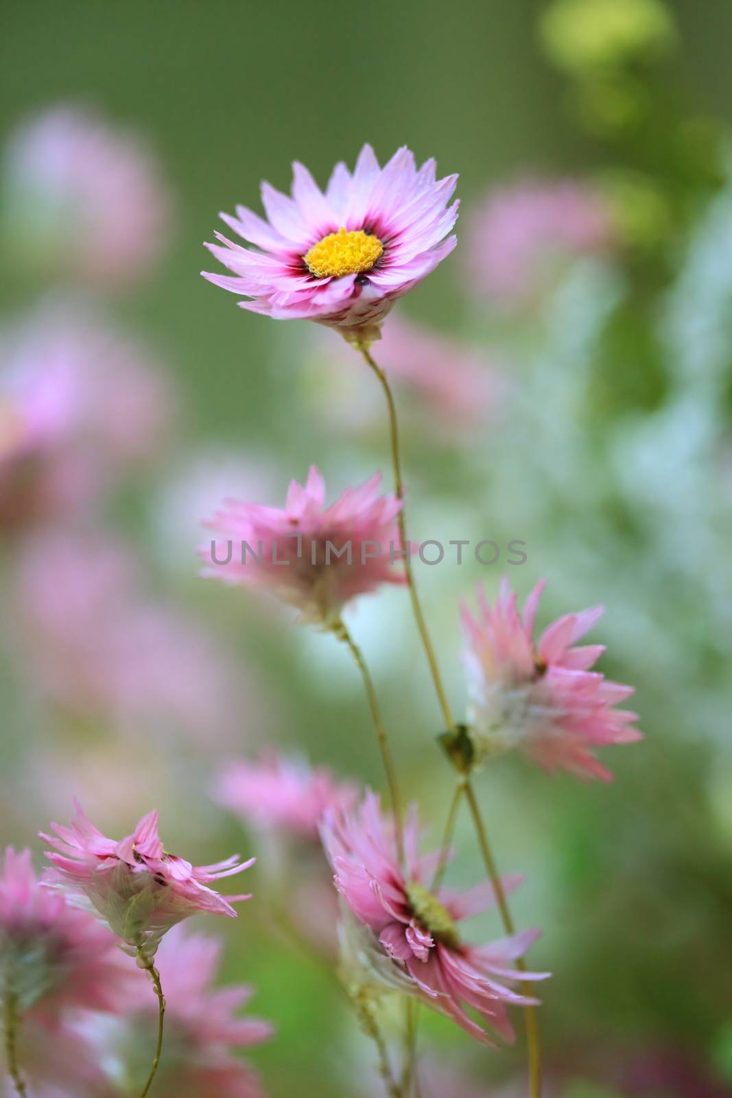 Rise up and stand firm.  Beautiful pink petaled flower  with yellow centre standing tall above all others
