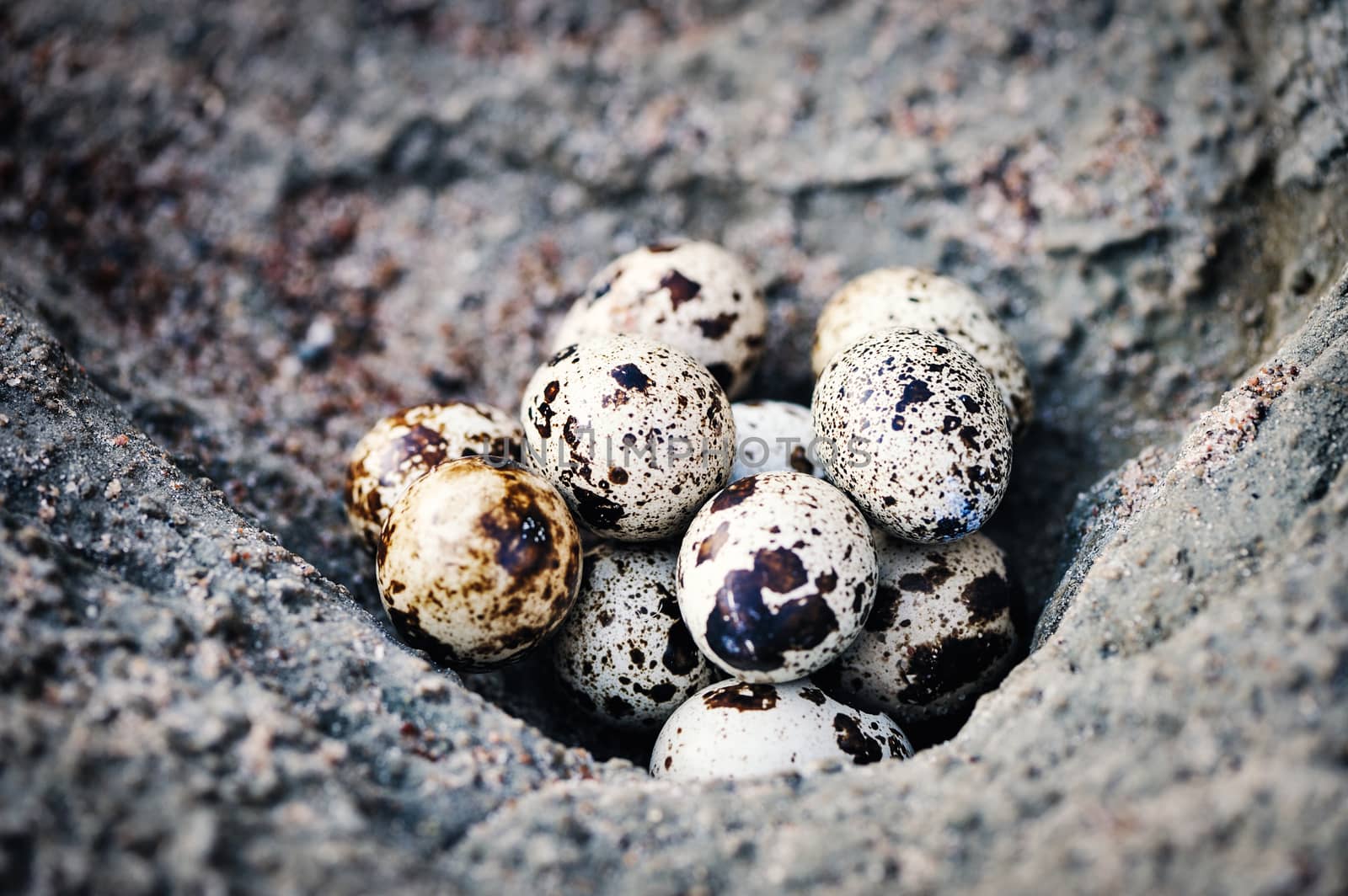 Group of quail eggs on the textured surface stone