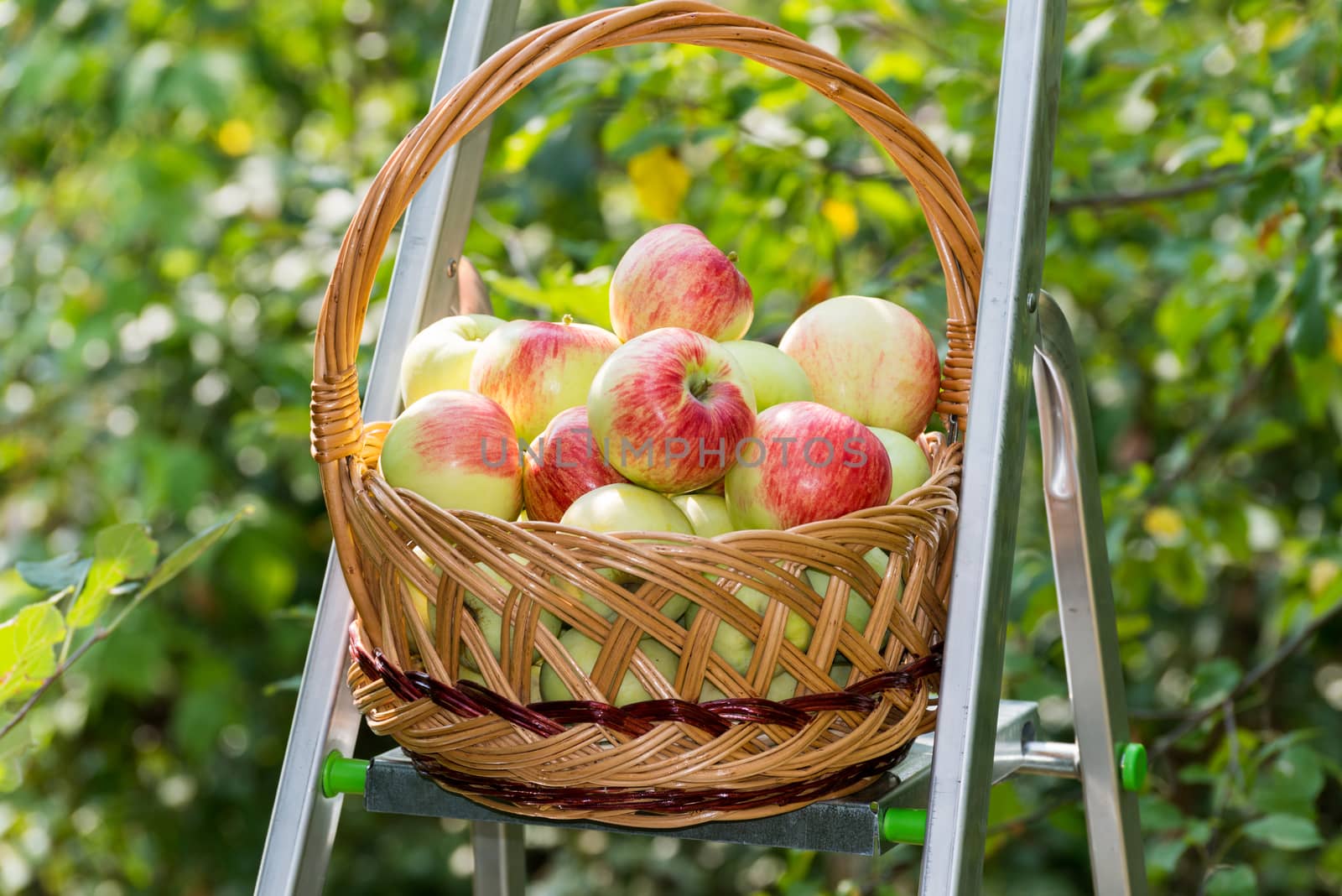 Apples in a wicker basket in the garden