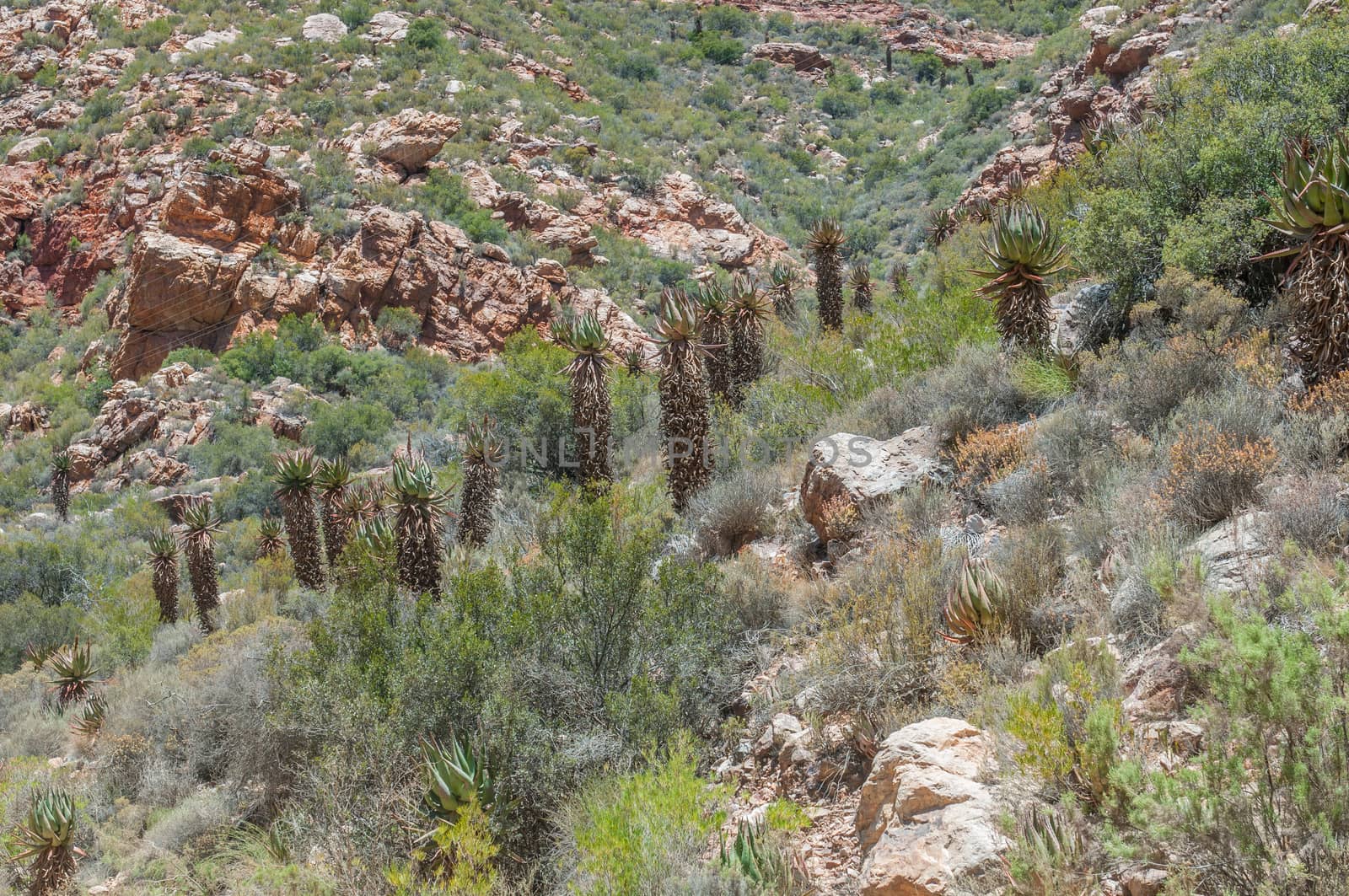Aloe ferox, the Cape Aloe, Bitter Aloe, Red Aloe or Tap Aloe seen from the Swartberg Pass in South Africa