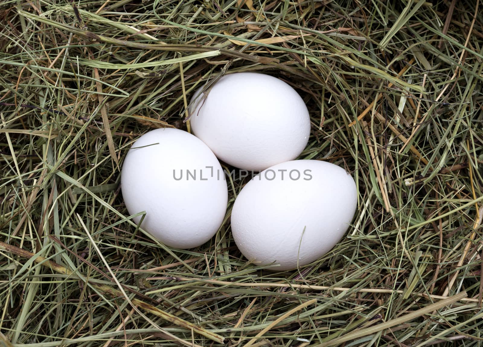 Macro shot of eggs at hay nest in chicken farm by DNKSTUDIO