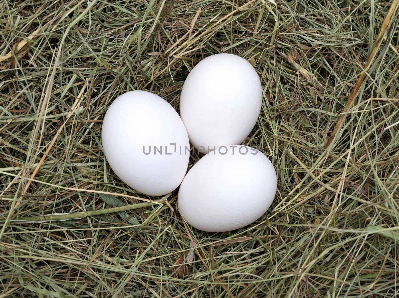 Macro shot of eggs at hay nest in chicken farm