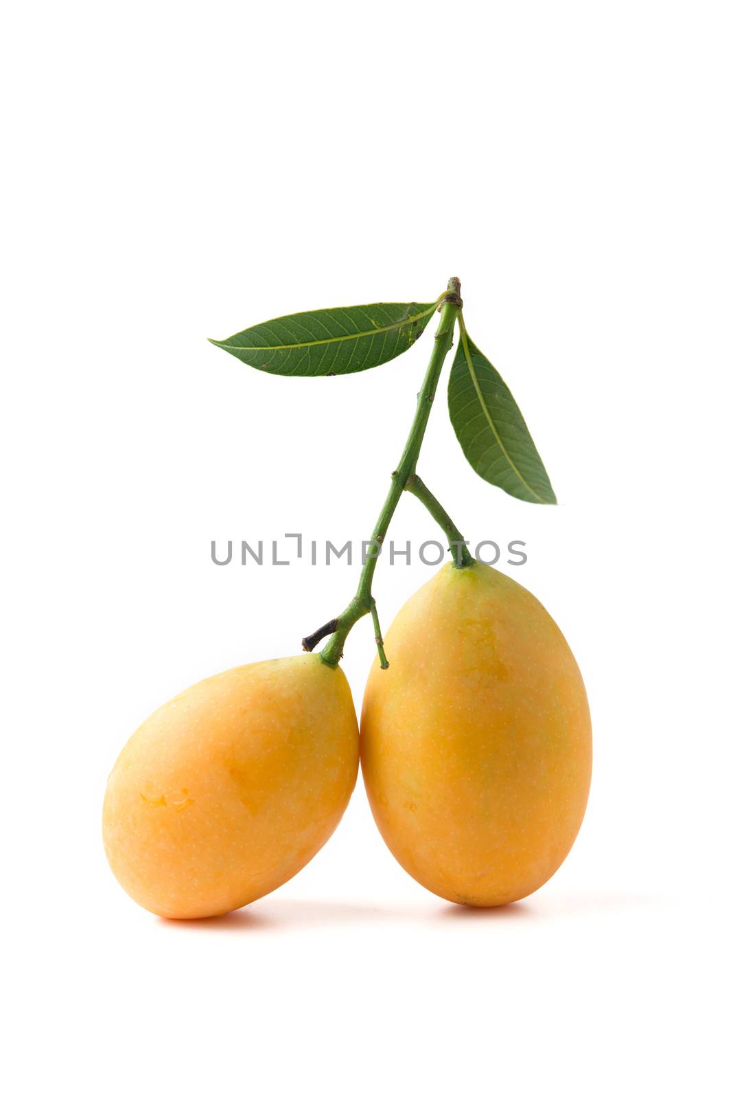 marian plum fruit