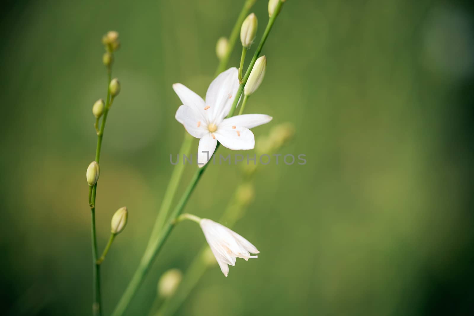 Beatiful wild flower in green meadow by PixAchi