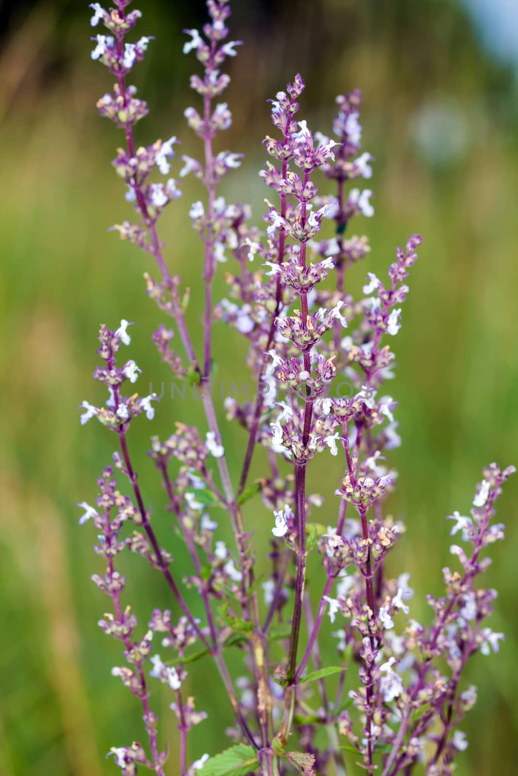 Wild pink spring flowers on green meadow