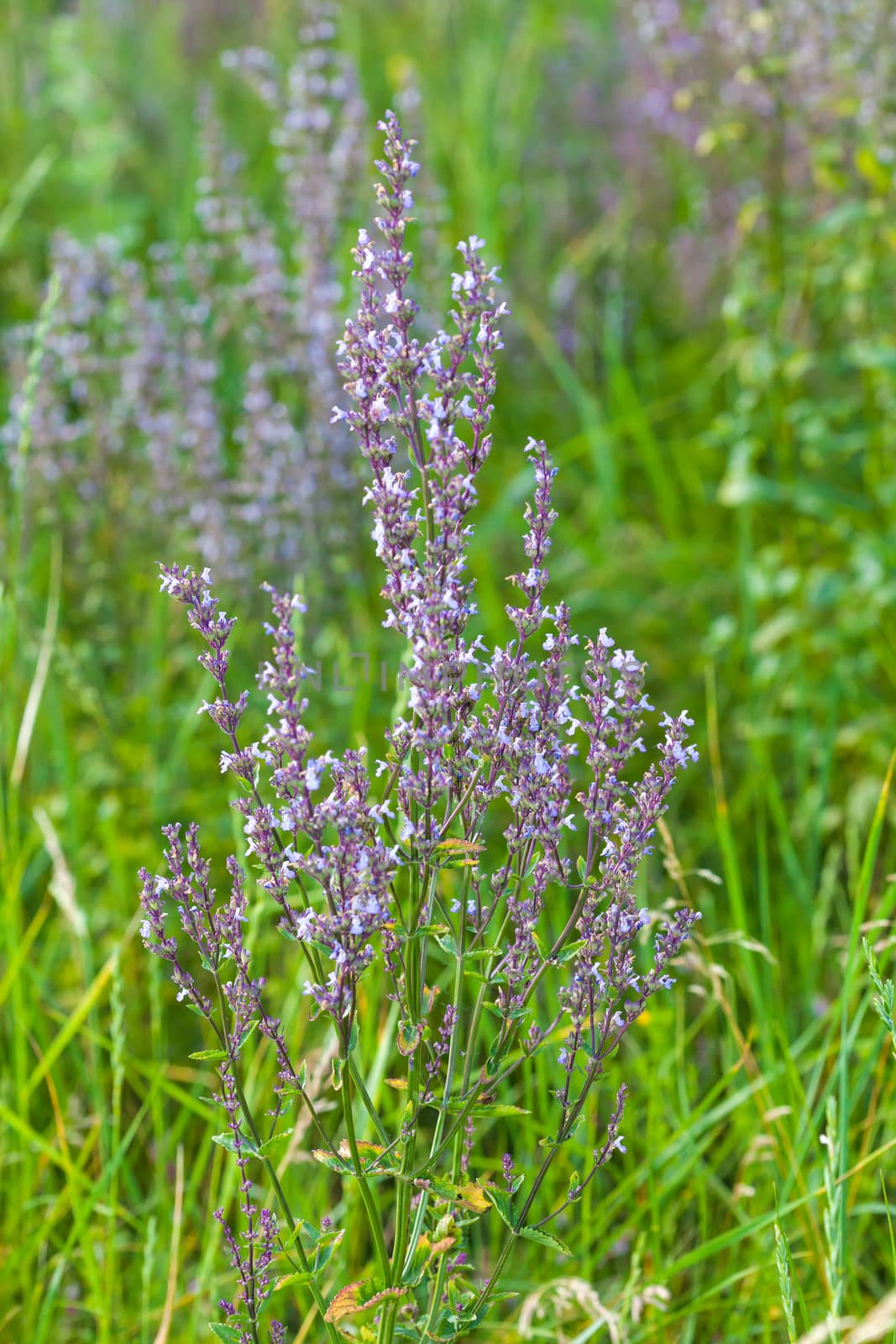 Wild pink spring flowers on green meadow