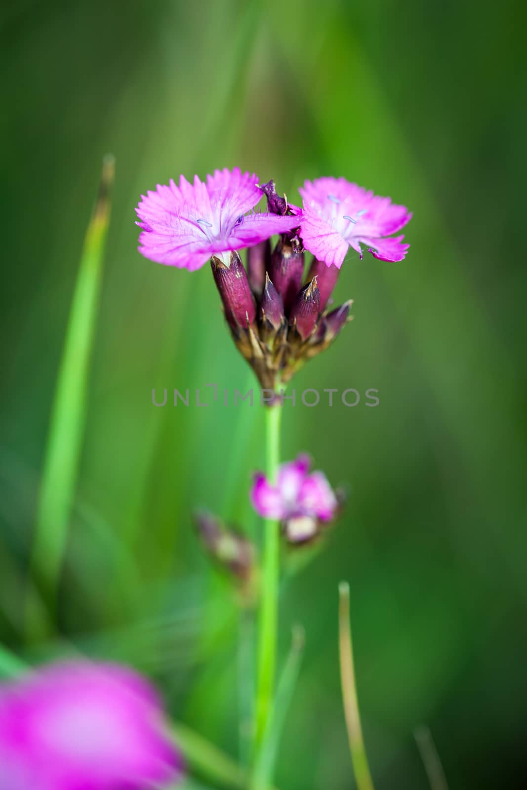 Small pink wild flowers on green meadow with shalow depth of field