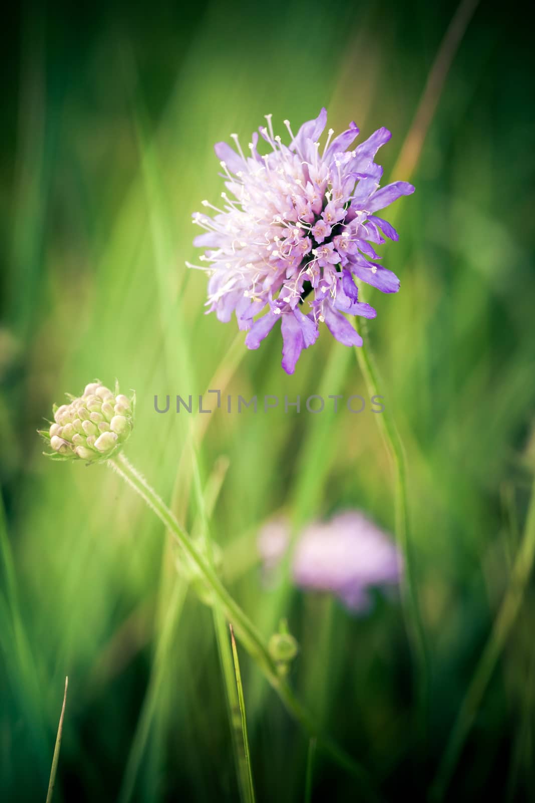 Cornflower on green meadow background by PixAchi