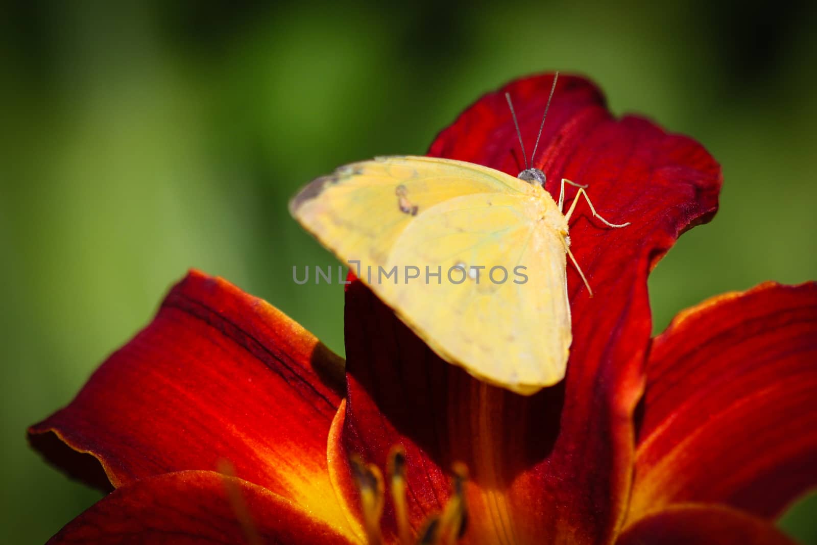 Cloudless Sulphur Phoebis Sennae by hlehnerer