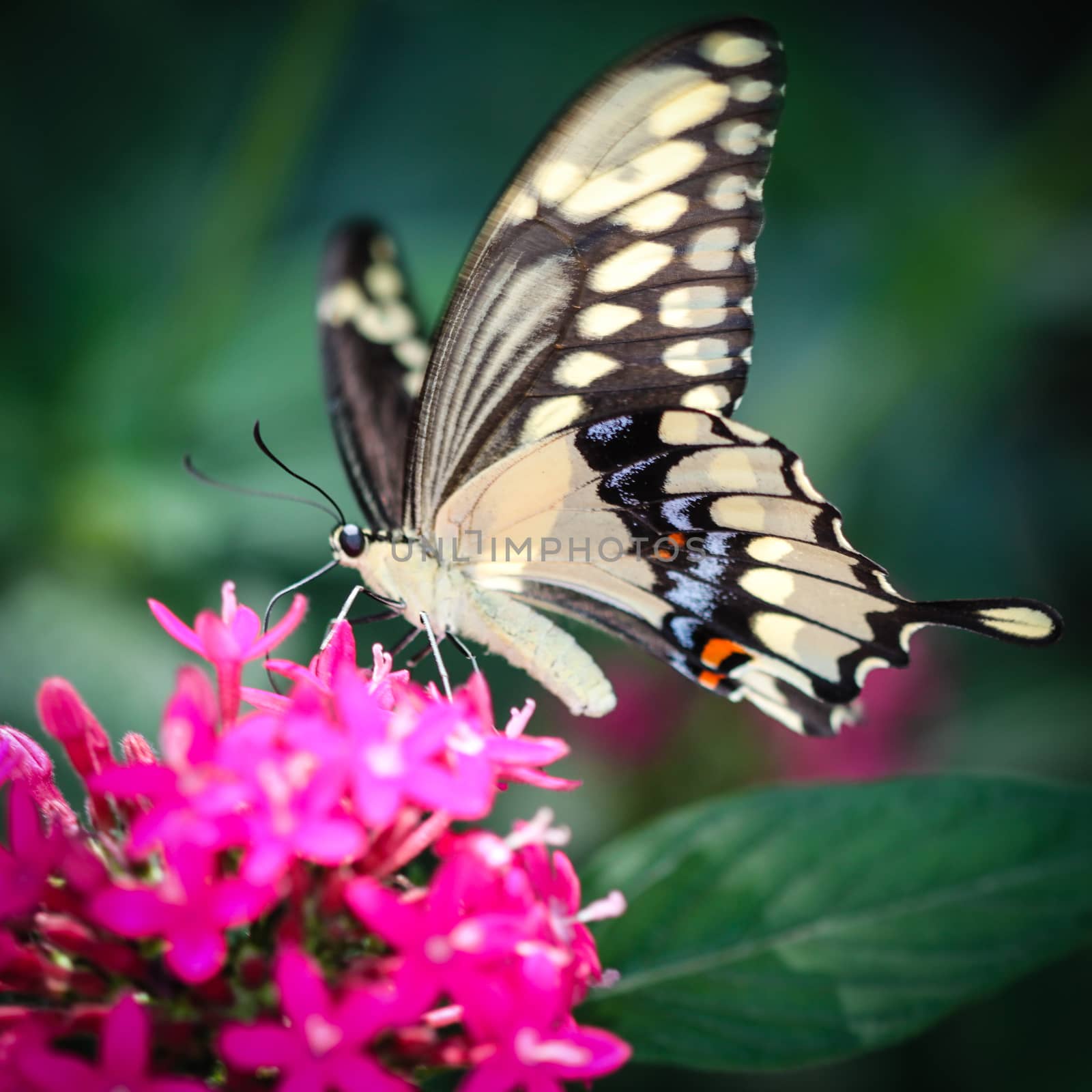 A colorful Giant Swallowtail Papilio Cresphontes butterfly.