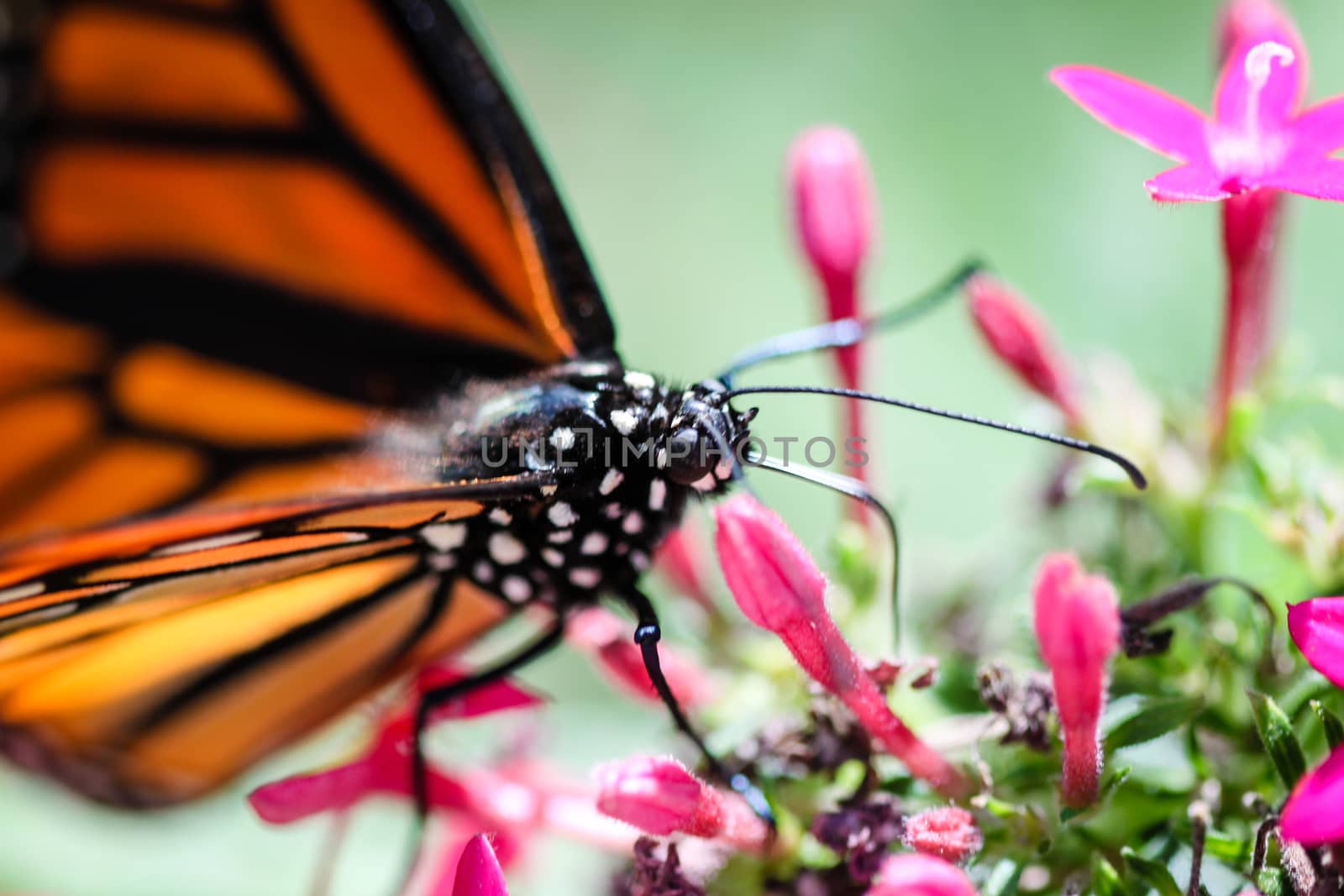 A colorful Monarch Danaus Plexippus butterfly.