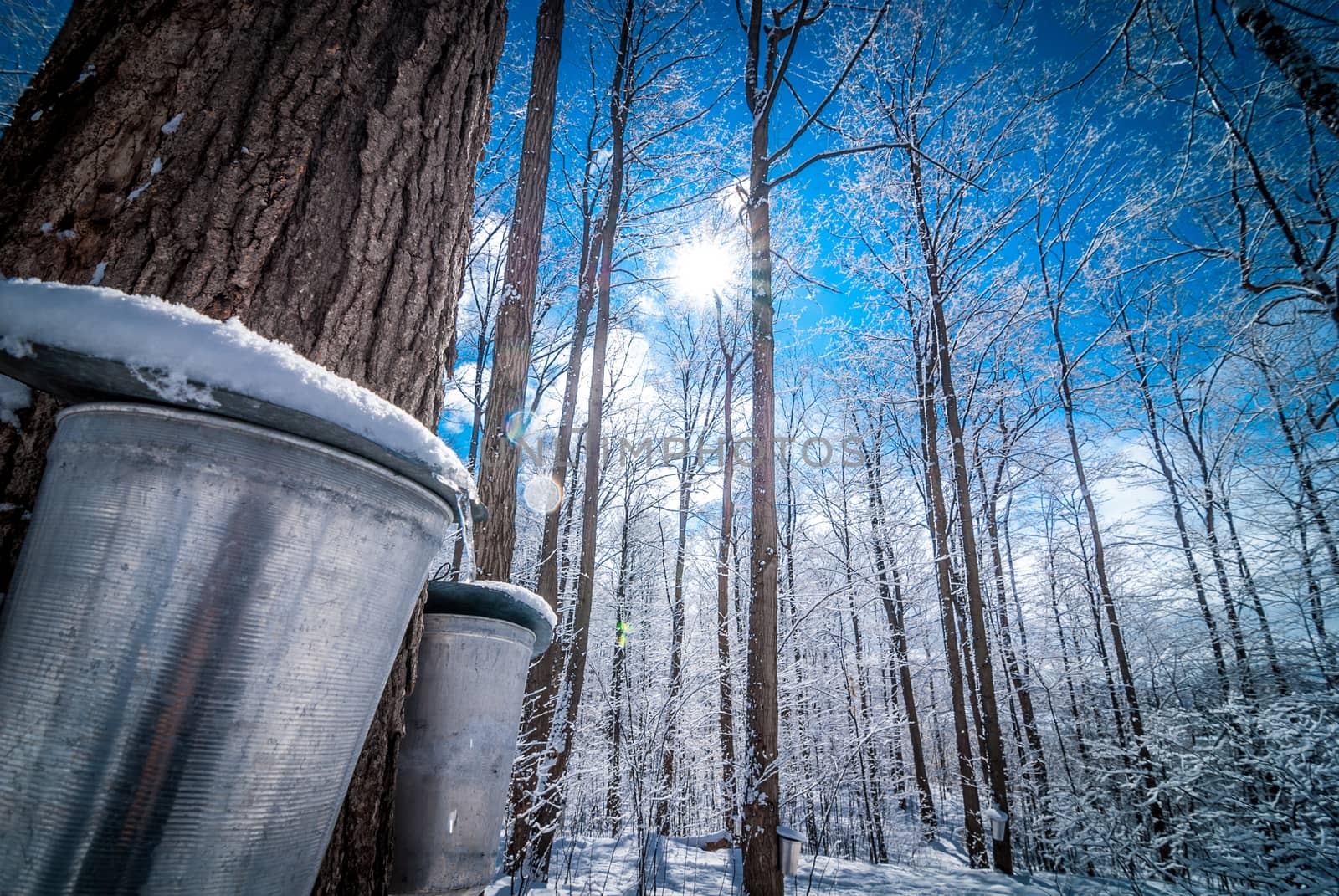 Two buckets await the right time for their content of sap to arrive.
