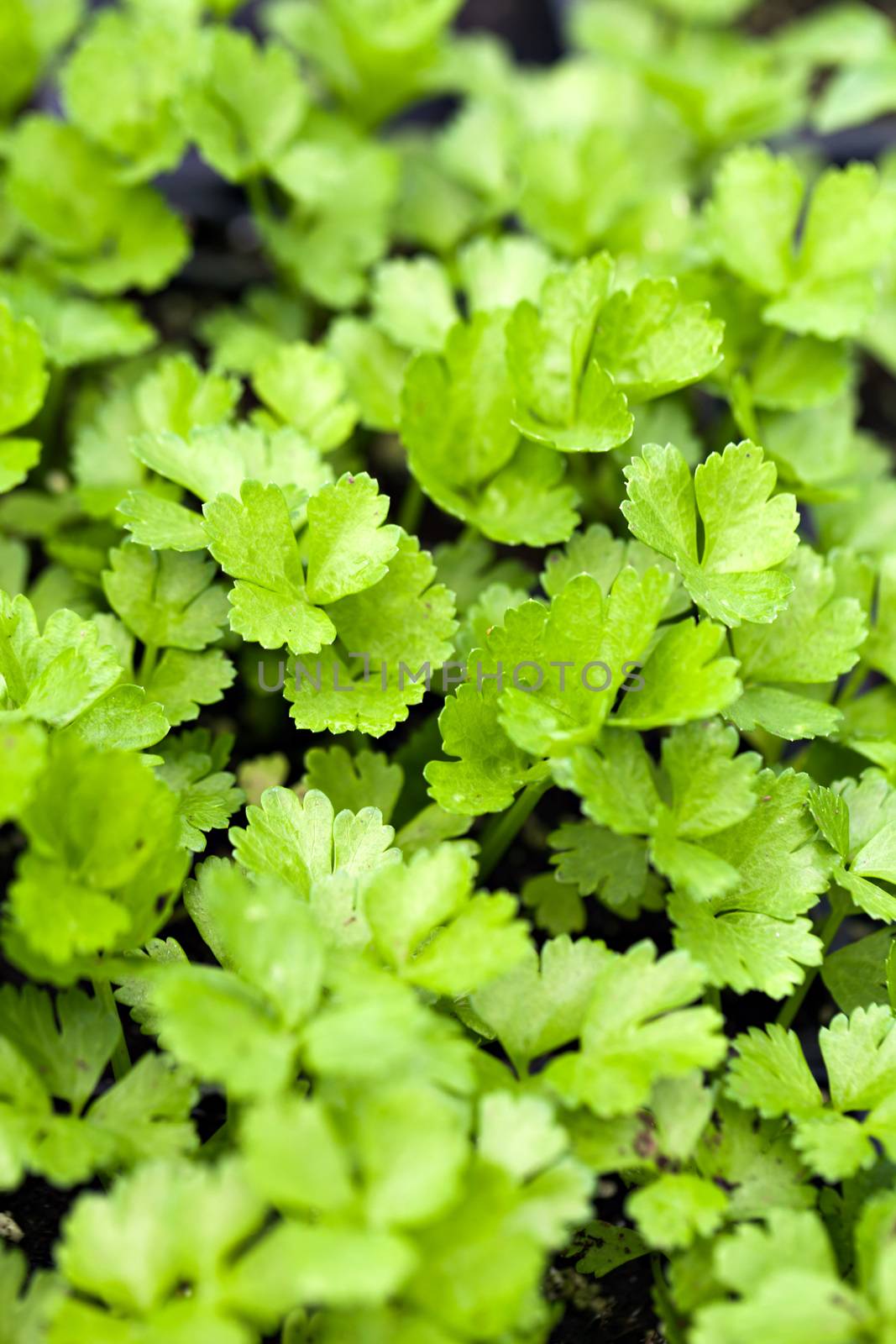 Close up of some young celery plants. Shallow depth of field.