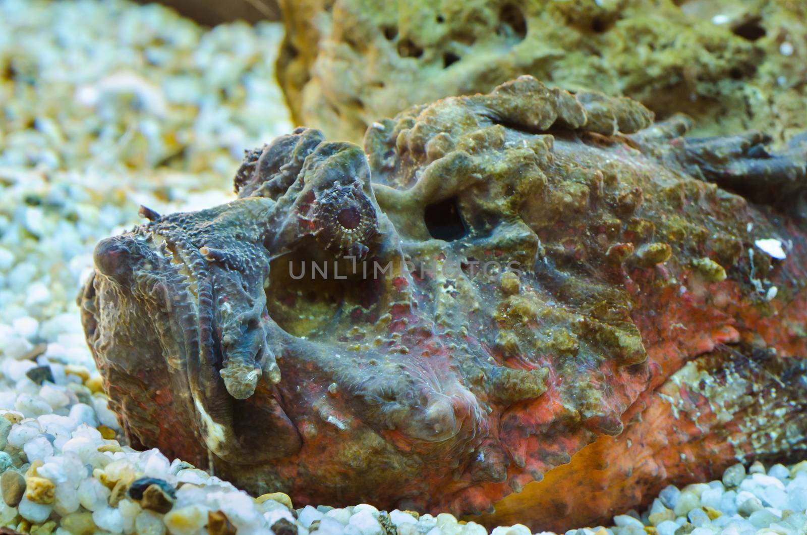 Synanceia verrucosa is a marine fish species known as the reef stonefish with venomous spine, It is shaped like a rock coral in a small aquarium