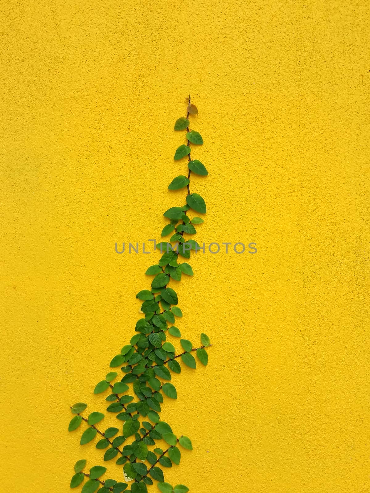 Coatbuttons Mexican daisy plant on yellow wall with space