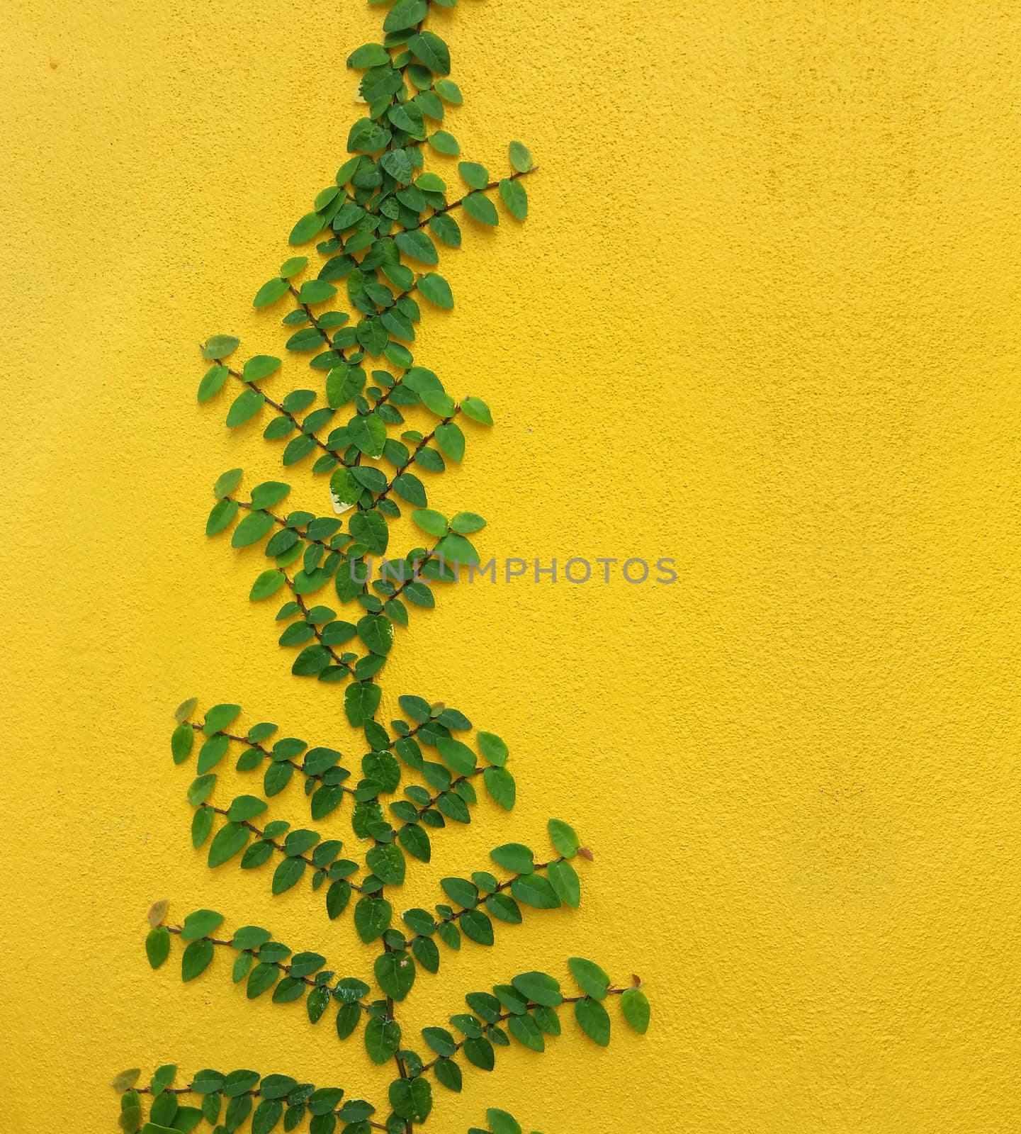 Coatbuttons Mexican daisy plant on yellow wall by iampuay