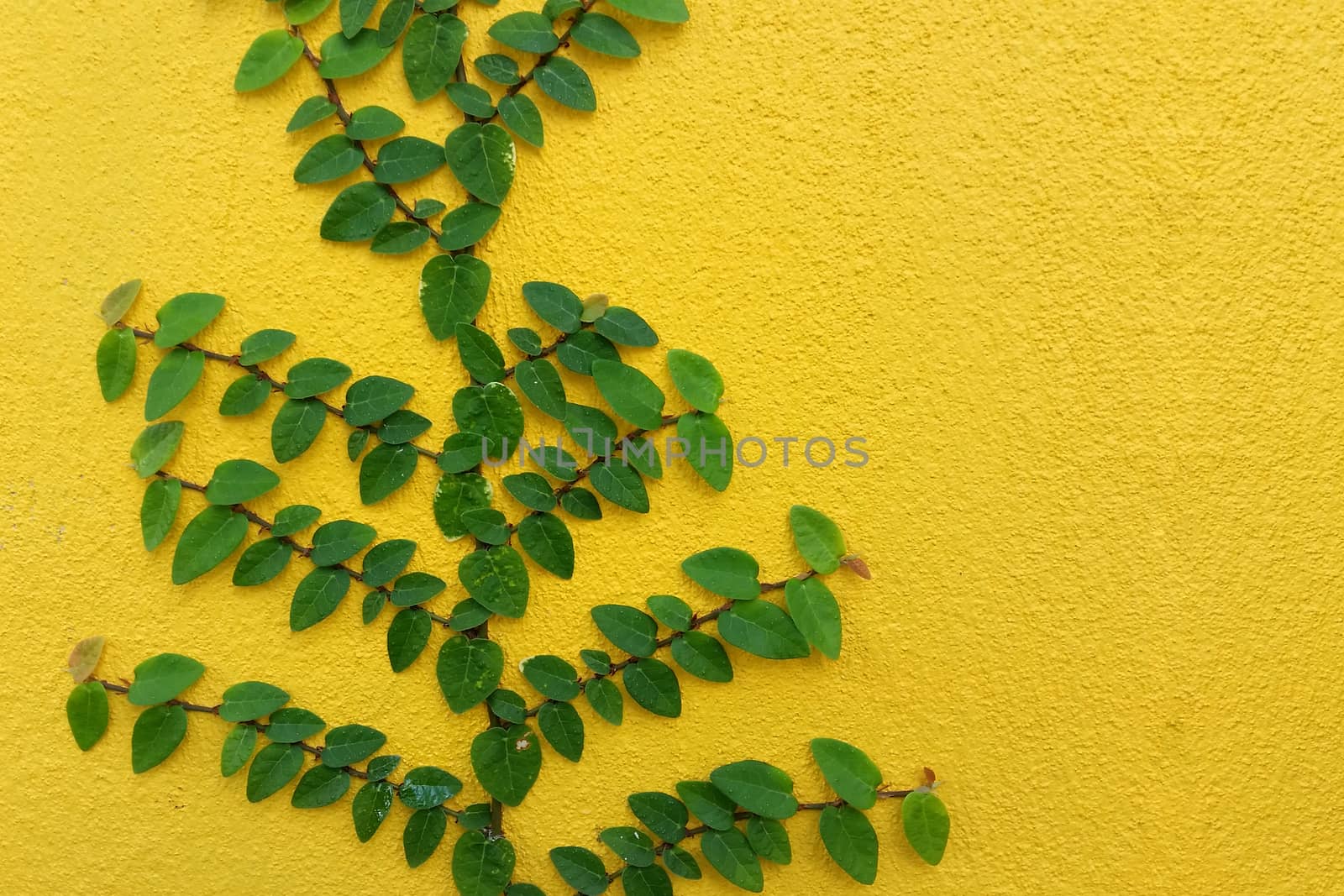 Coatbuttons Mexican daisy plant on yellow wall by iampuay