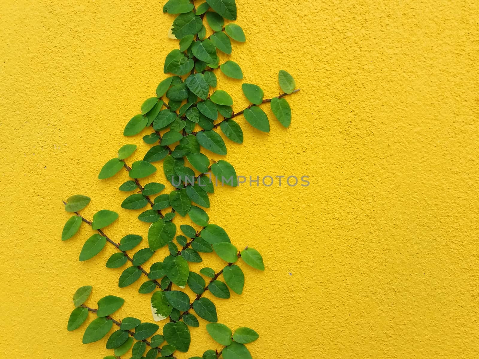 Coatbuttons Mexican daisy plant on yellow wall by iampuay