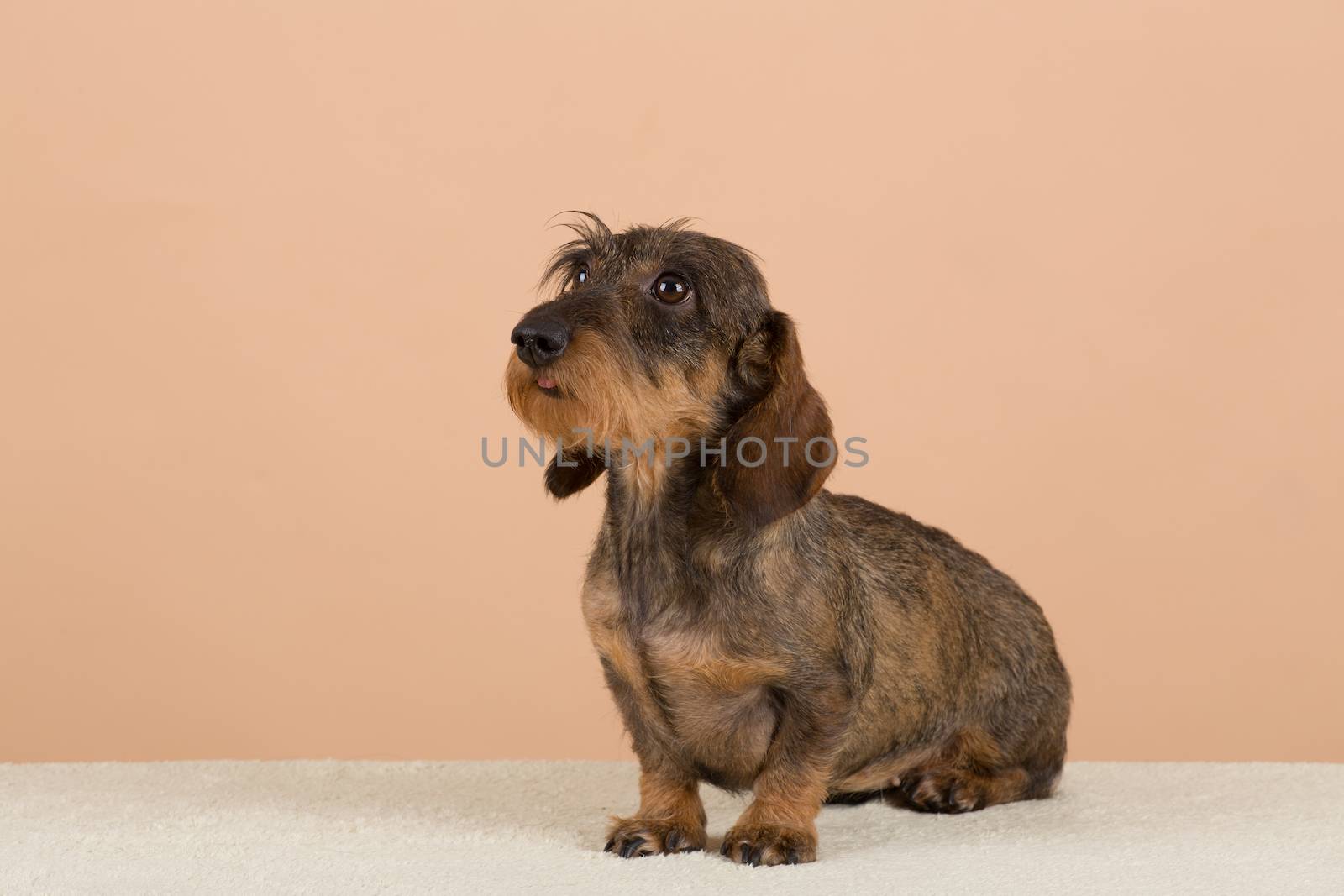 female portrait of brown dachshund, european champion, breeding station