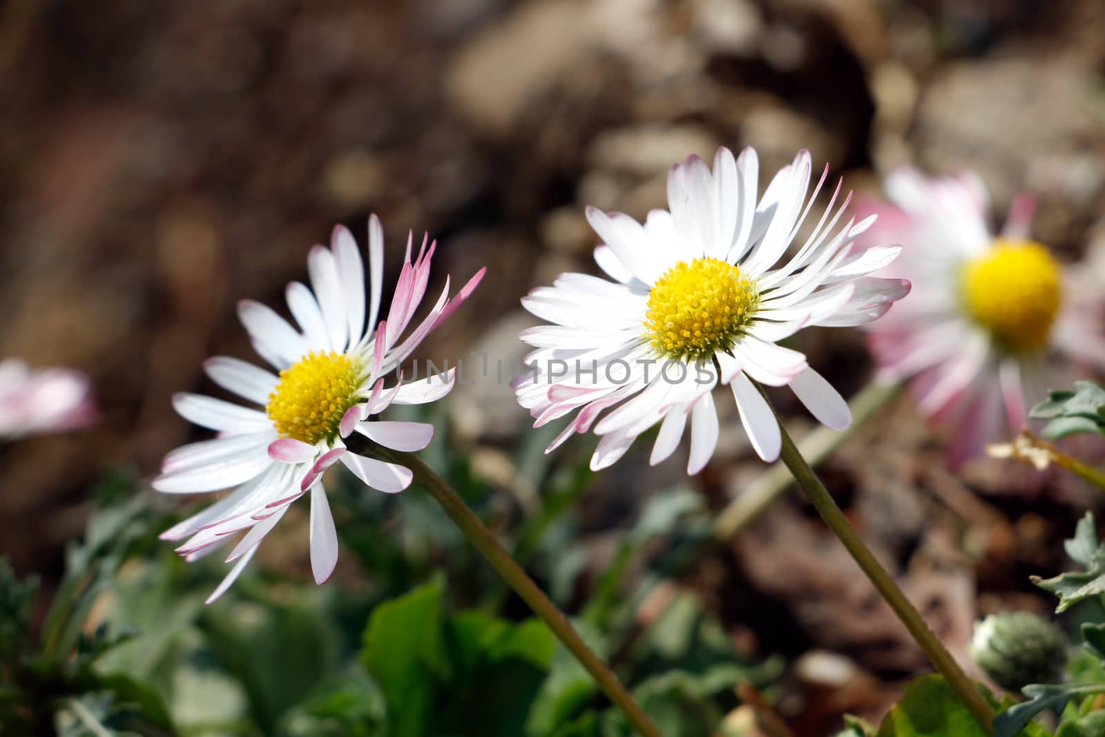 Daisy flower on sunlight