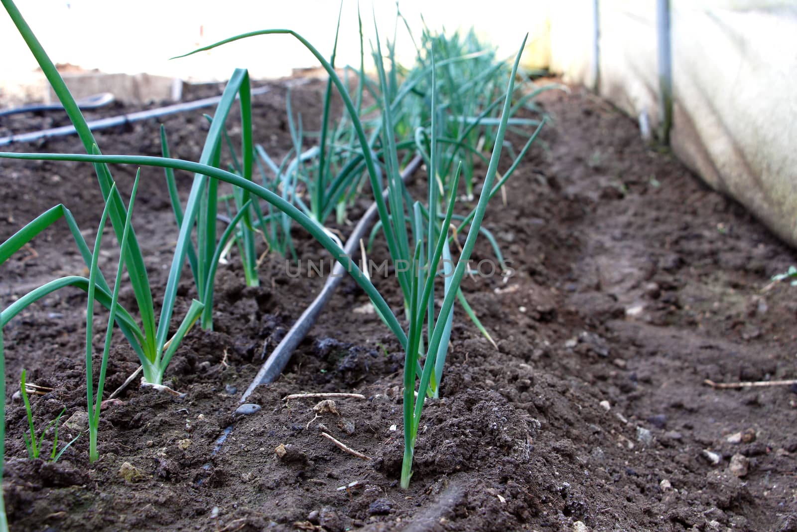 Onion cultivation