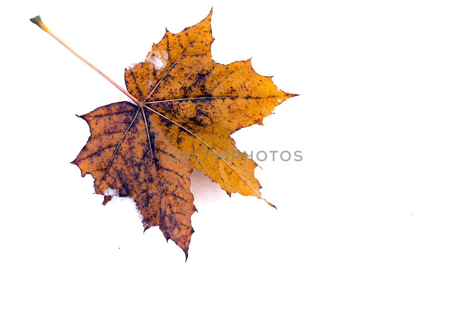 Maple Leaf by edcorey
