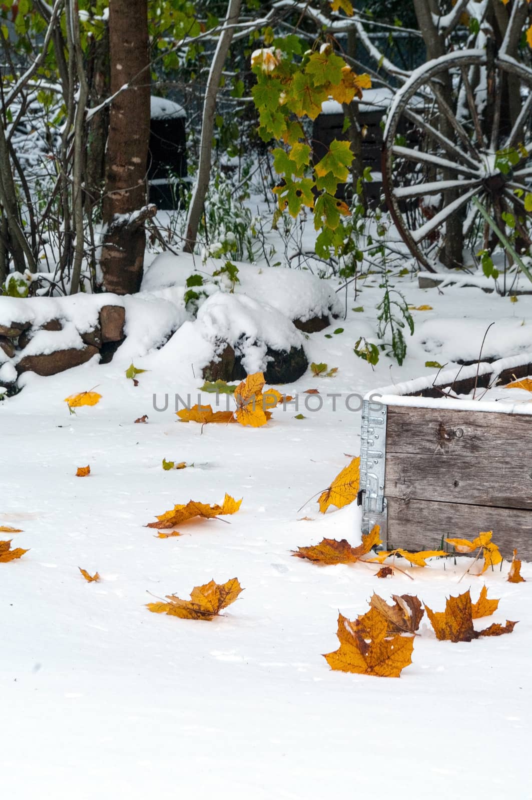 Maple Leaves against the snow by edcorey