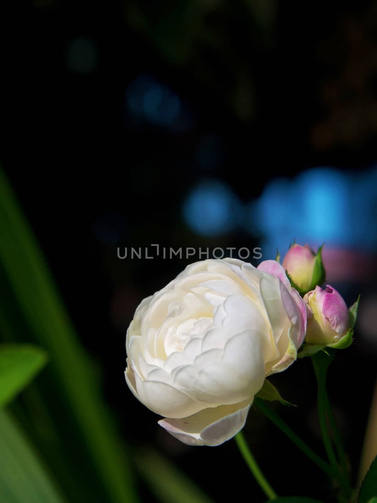 Miniature Rose by Exsodus