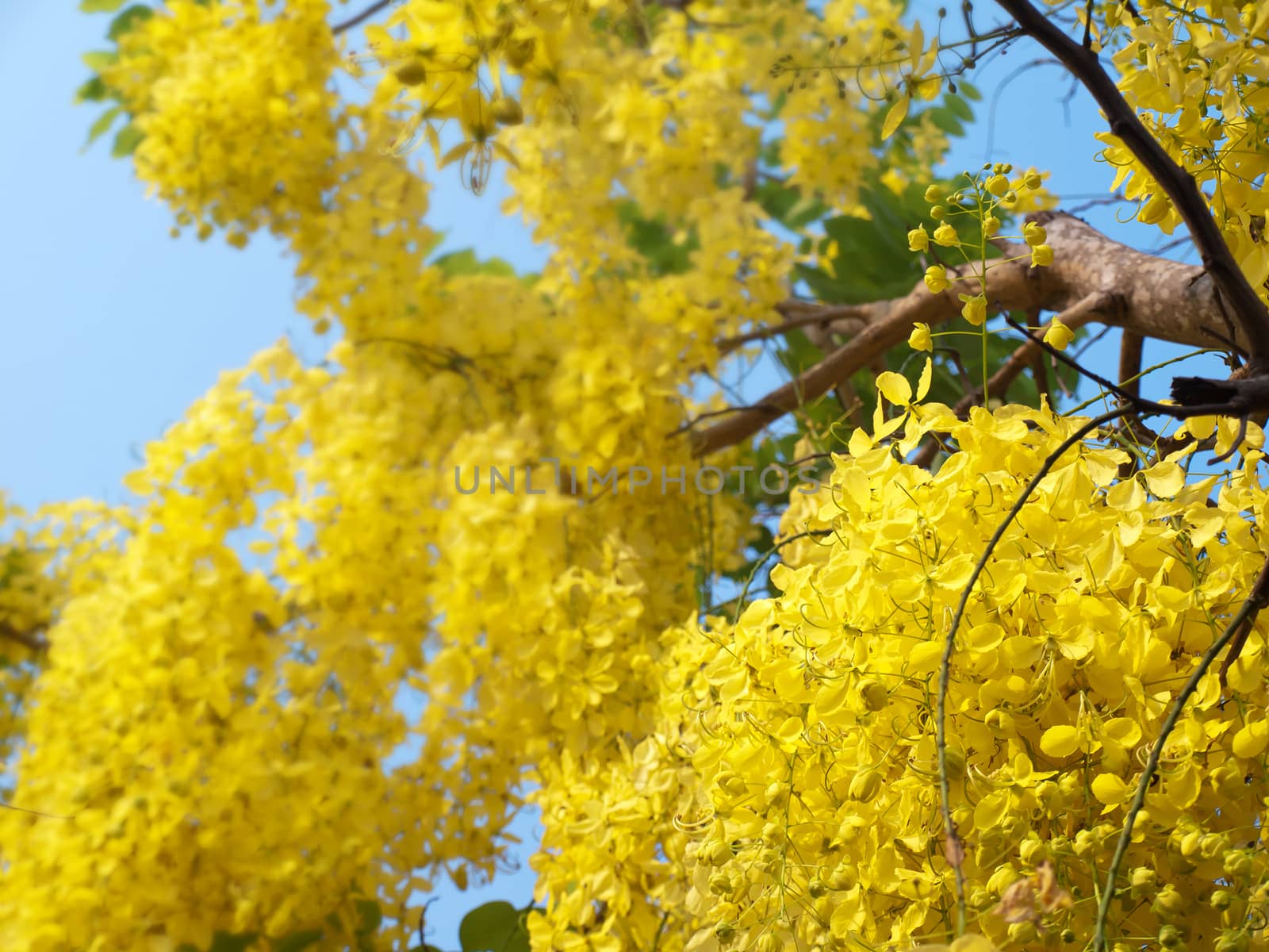 Golden shower tree, National Tree of Thailand, Cassia fistula, Family Fabaceae