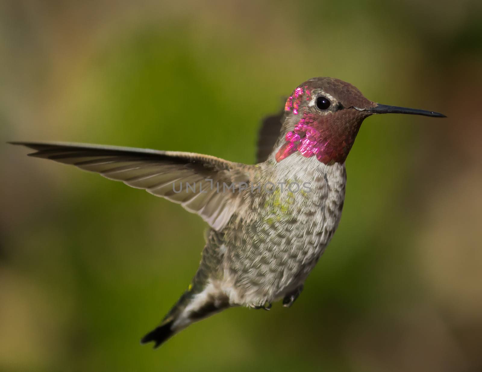 Anna's Hummingbird in Flight by backyard_photography