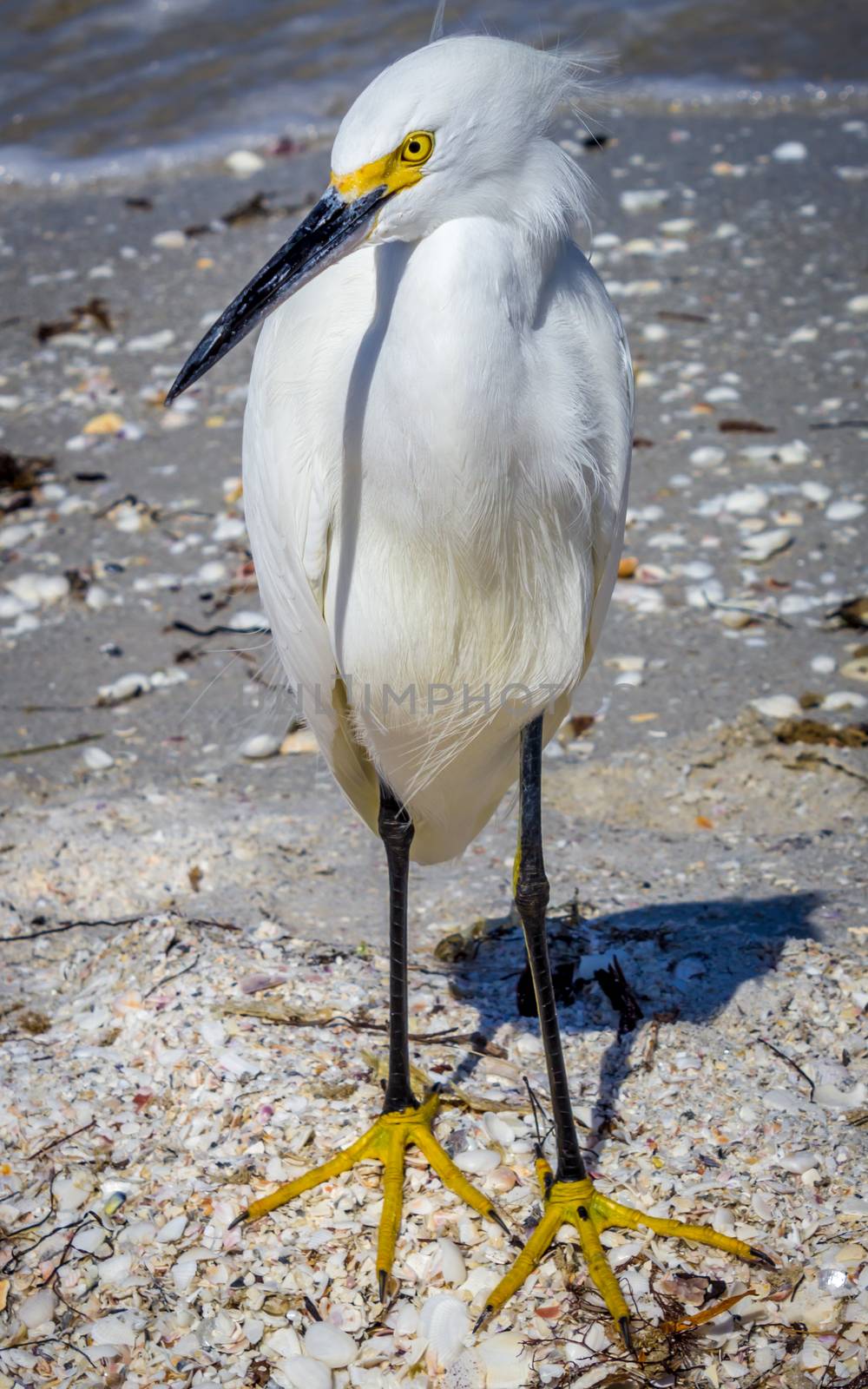 An egret on Sanibel Island, Florida, USA.