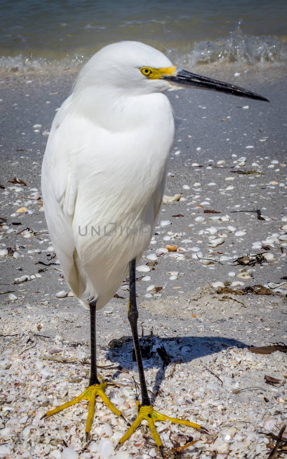 An egret on Sanibel Island, Florida, USA.