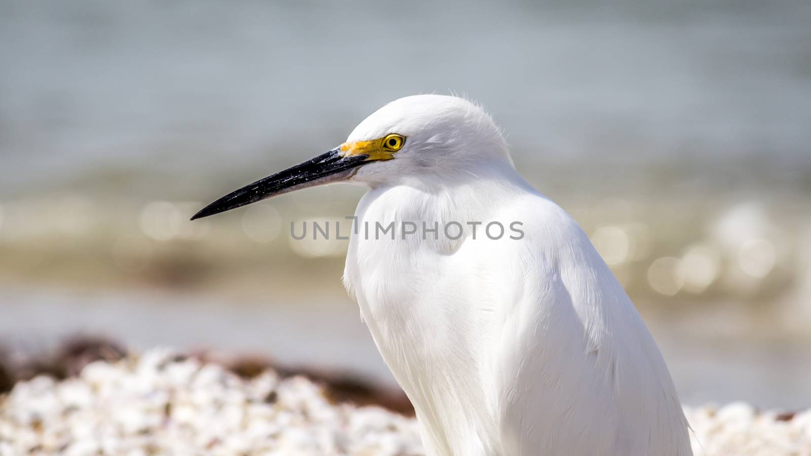 An egret on Sanibel Island, Florida, USA.